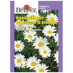 [10081456] BURPEE SHASTA DAISY - SILVER PRINCESS