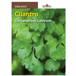 [10081468] BURPEE HERB CILANTRO