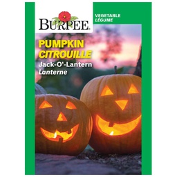 [10081530] BURPEE PUMPKIN - JACK O' LANTERN