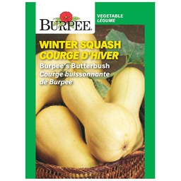 [10081544] BURPEE WINTER SQUASH - BURPEE'S BUTTERBUSH