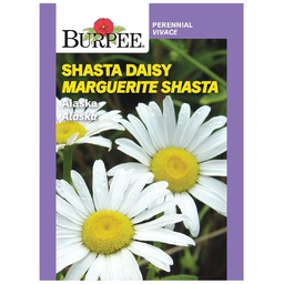 [10081554] BURPEE SHASTA DAISY - ALASKA