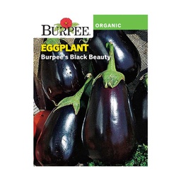 [10081584] BURPEE EGGPLANT - BURPEE'S BLACK BEAUTY