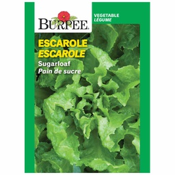 [10081606] BURPEE ESCAROLE - SUGARLOAF